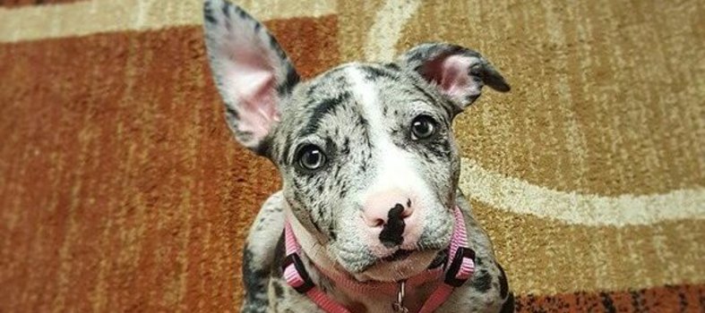 8) Para los amantes de las mascotas
