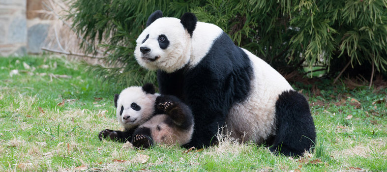 Explore the free-to-enter National Zoo