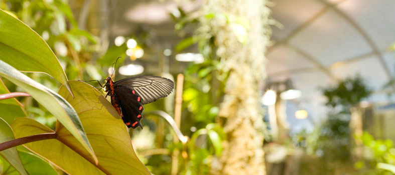 Feel the butterflies
